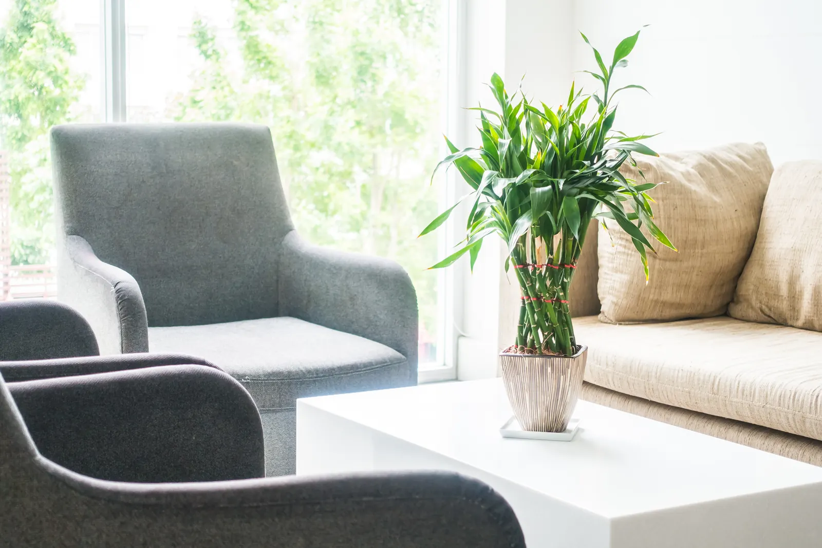 Dos sillones junto a una ventana luminosa, con una planta: un espacio tranquilo para hablar